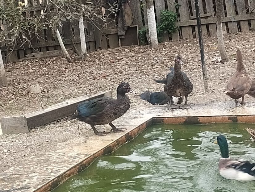  - Rațe leșești 2023