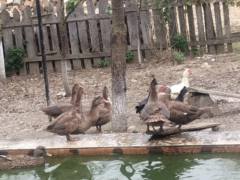  - Rațe leșești 2023