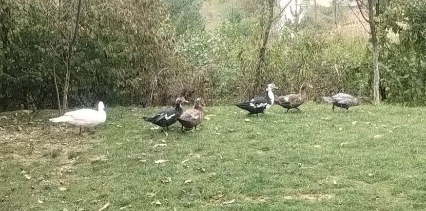 7444f5cd-d645-45e6-a54e-96d898fa2e5dphoto - Rațe leșești 2023