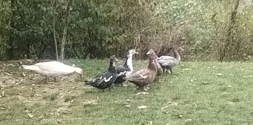 8ae3b09f-c308-405a-b016-28b86ac9a56aphoto - Rațe leșești 2023