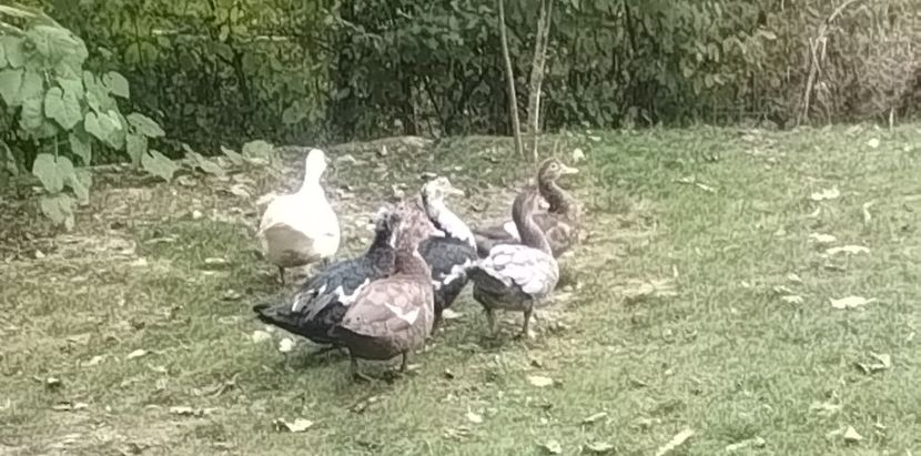 1118d1e2-e4cd-4fab-a077-a7d6c2c0f0f3photo - Rațe leșești 2023