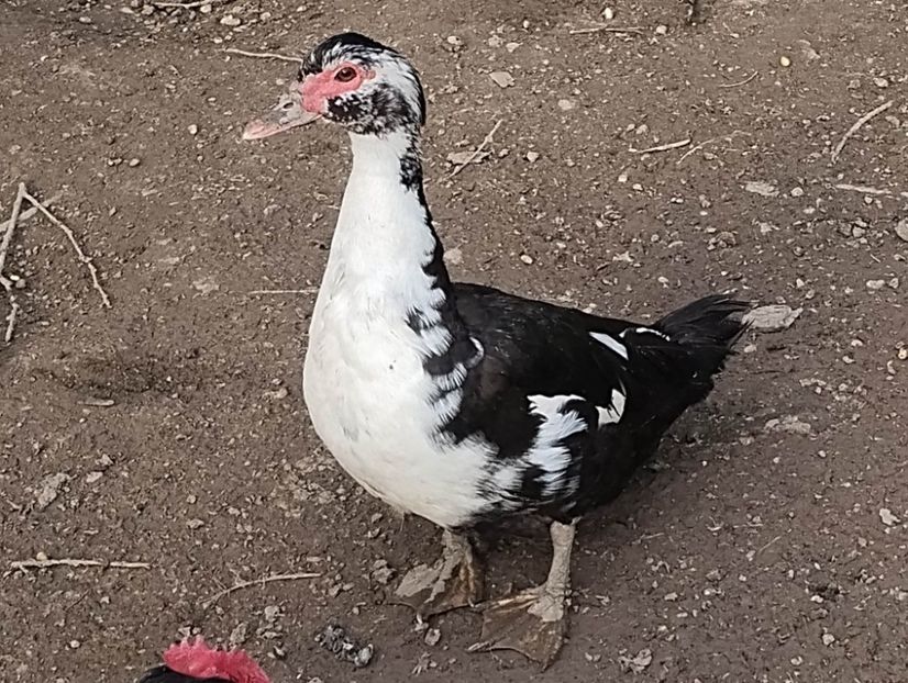 received_1371445747041281 - Rațe leșești 2023