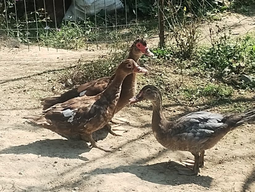  - Rațe leșești 2023