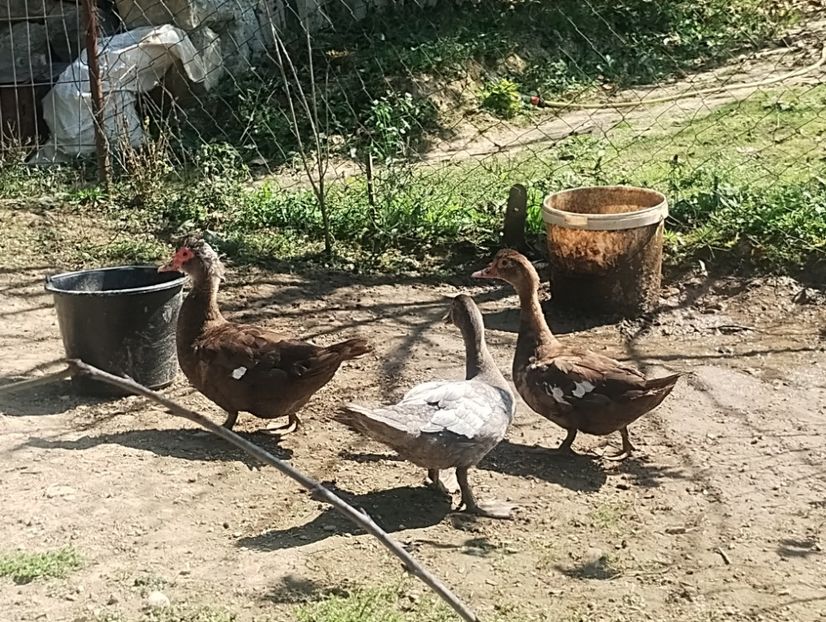  - Rațe leșești 2023