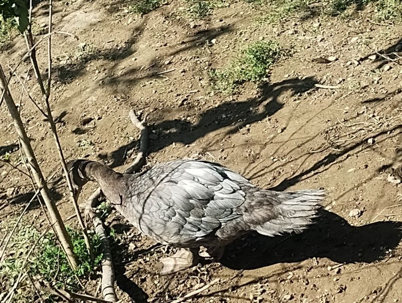  - Rațe leșești 2023