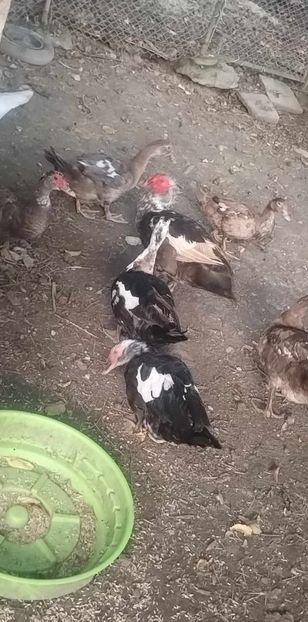 received_606186648383509 - Rațe leșești 2023