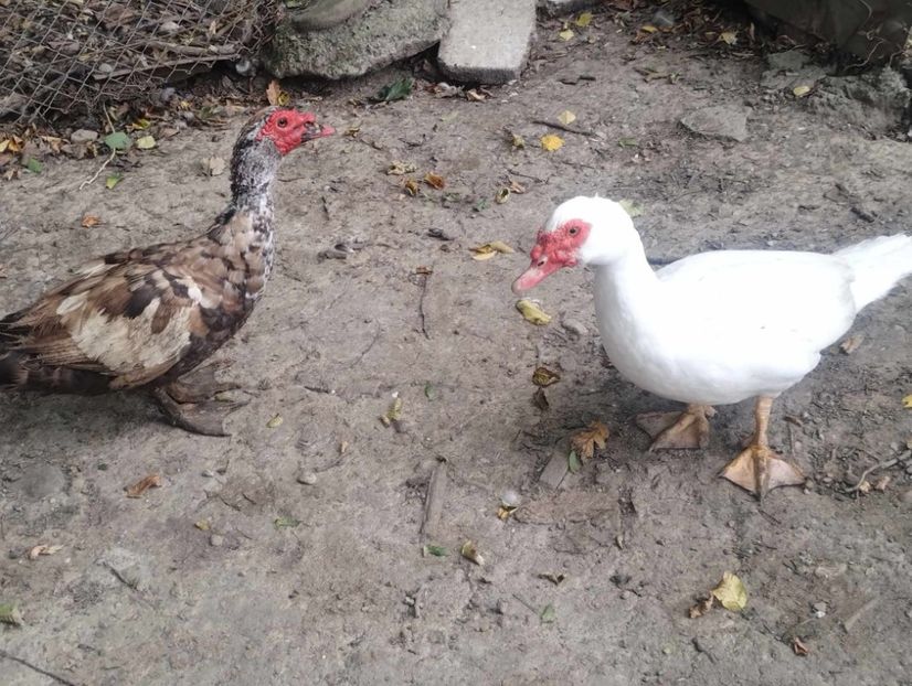 received_830717782080062 - Rațe leșești 2023