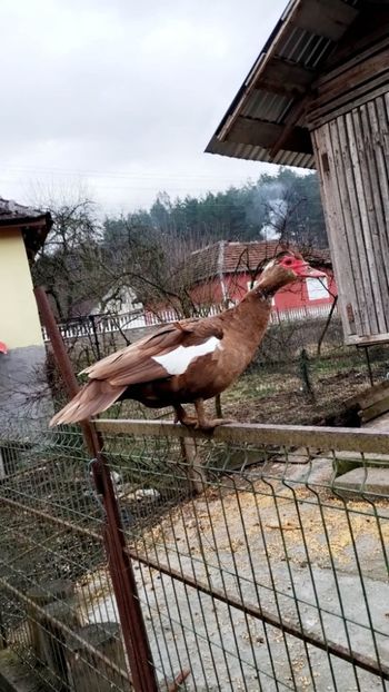 received_1603388320108755 - Rațe leșești 2023