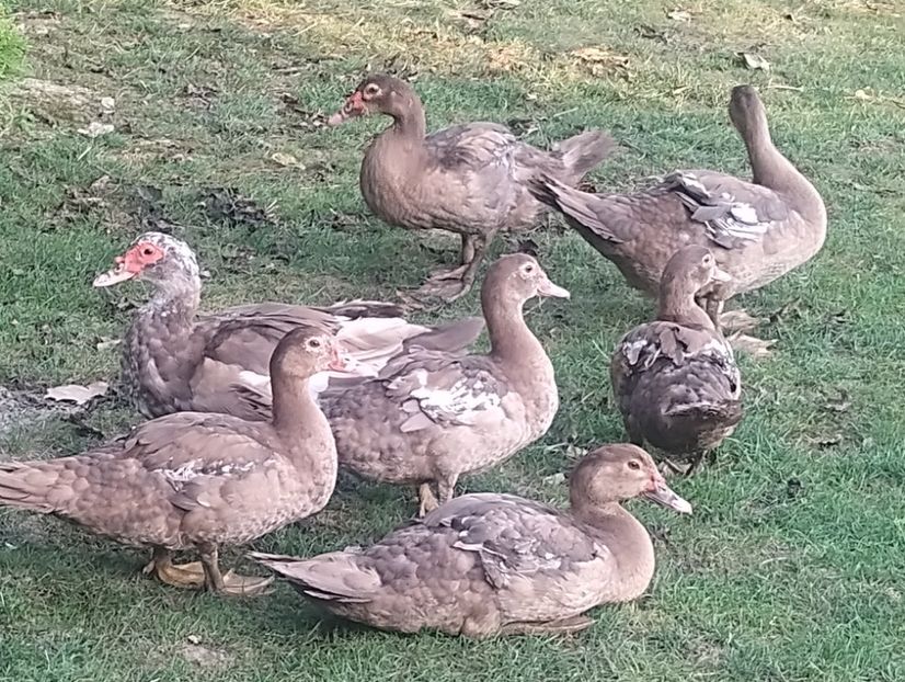  - Rațe leșești 2023