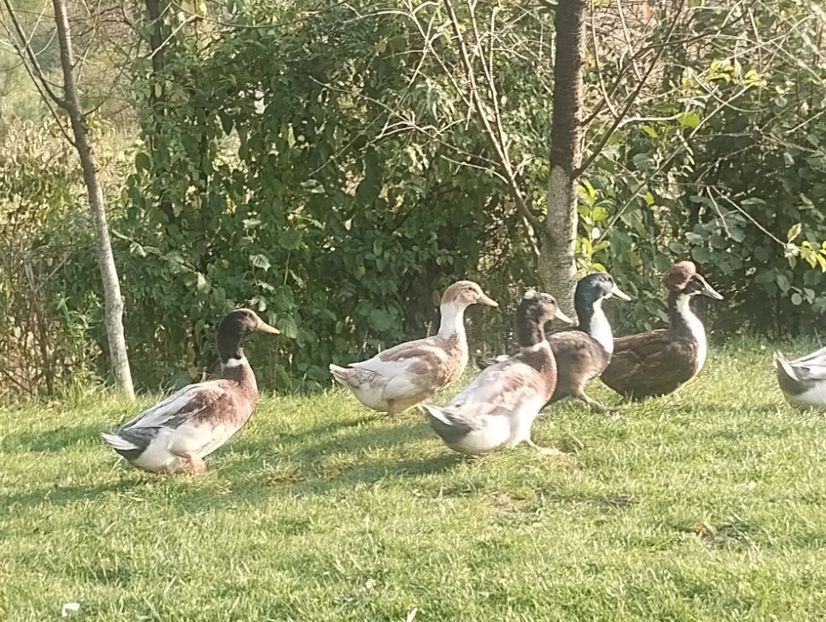  - Rațe macaitoare 2023