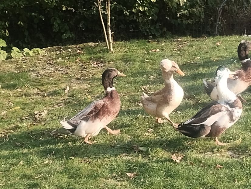  - Rațe macaitoare 2023