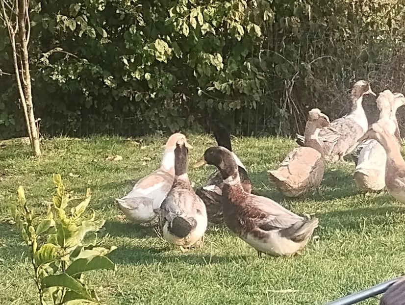  - Rațe macaitoare 2023