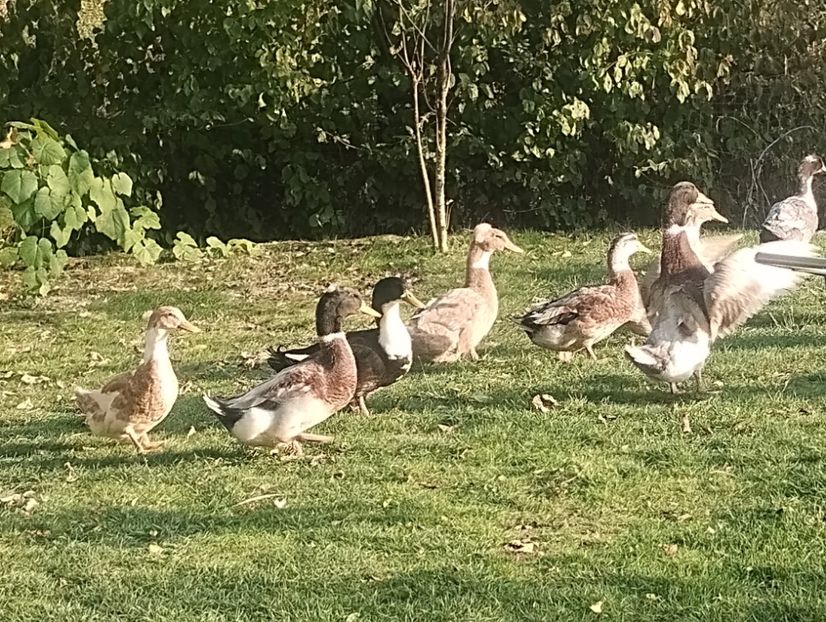  - Rațe macaitoare 2023