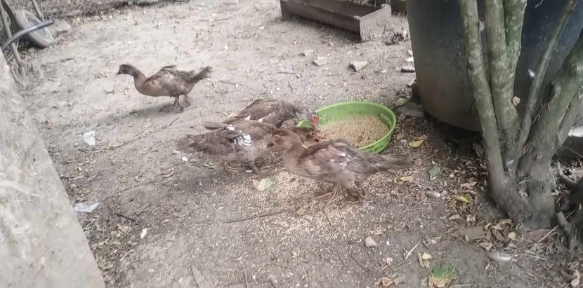 received_242971788713764 - Rațe leșești 2023