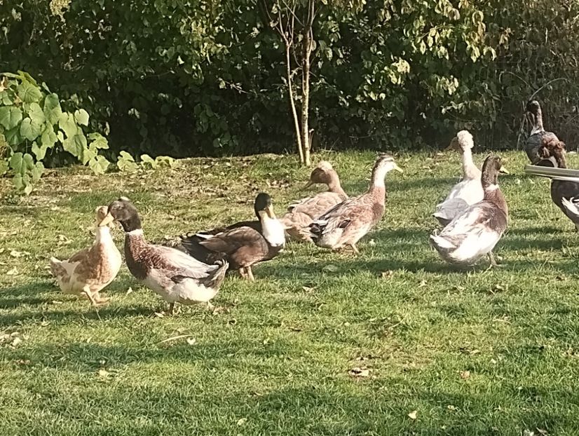  - Rațe macaitoare 2023