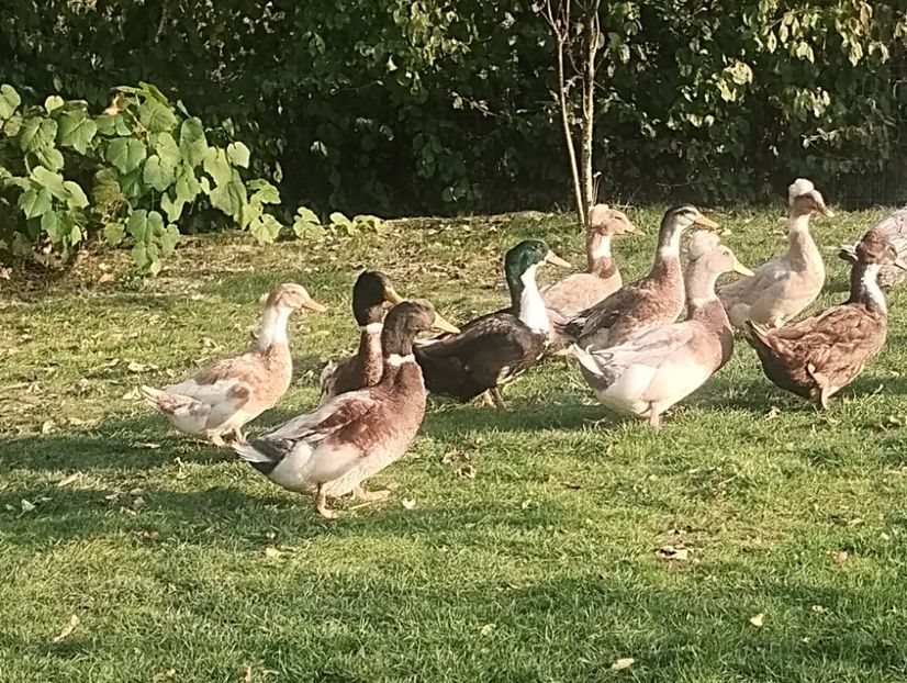  - Rațe macaitoare 2023