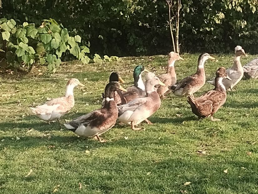  - Rațe macaitoare 2023