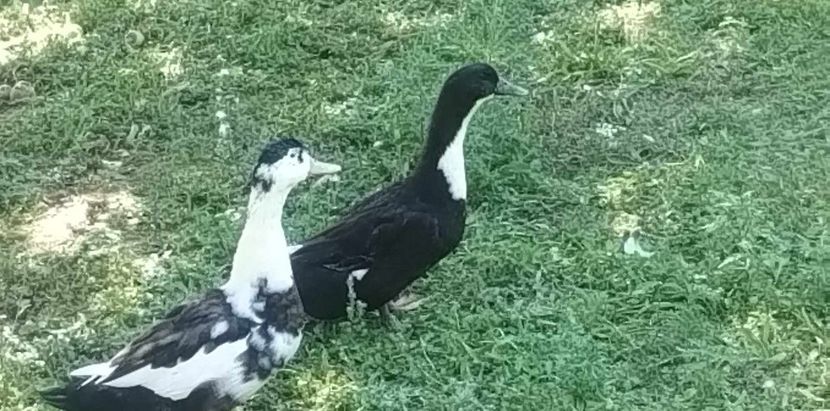 received_831917345182701 - Rațe macaitoare 2023