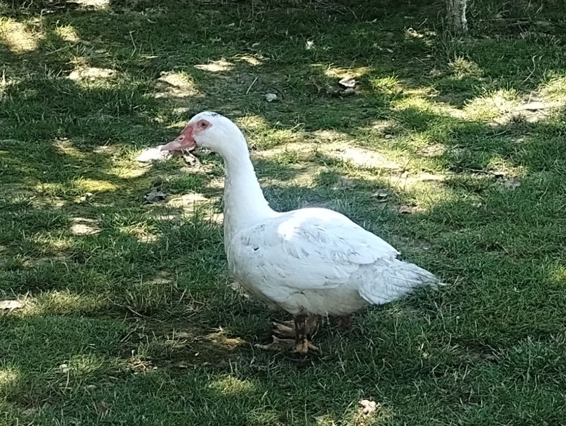  - Rațe leșești 2023