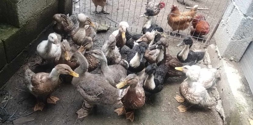 received_191533300237196 - Rațe macaitoare 2023