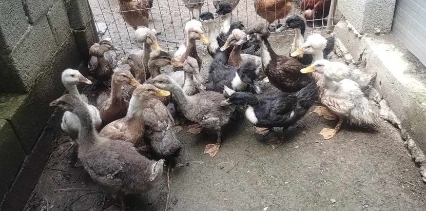 received_994111648694361 - Rațe macaitoare 2023