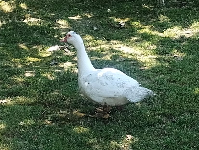  - Rațe leșești 2023