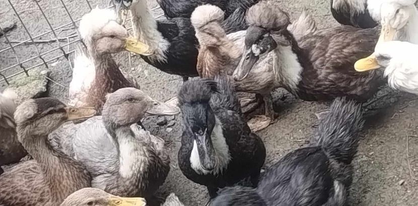 received_2045873439097300 - Rațe macaitoare 2023