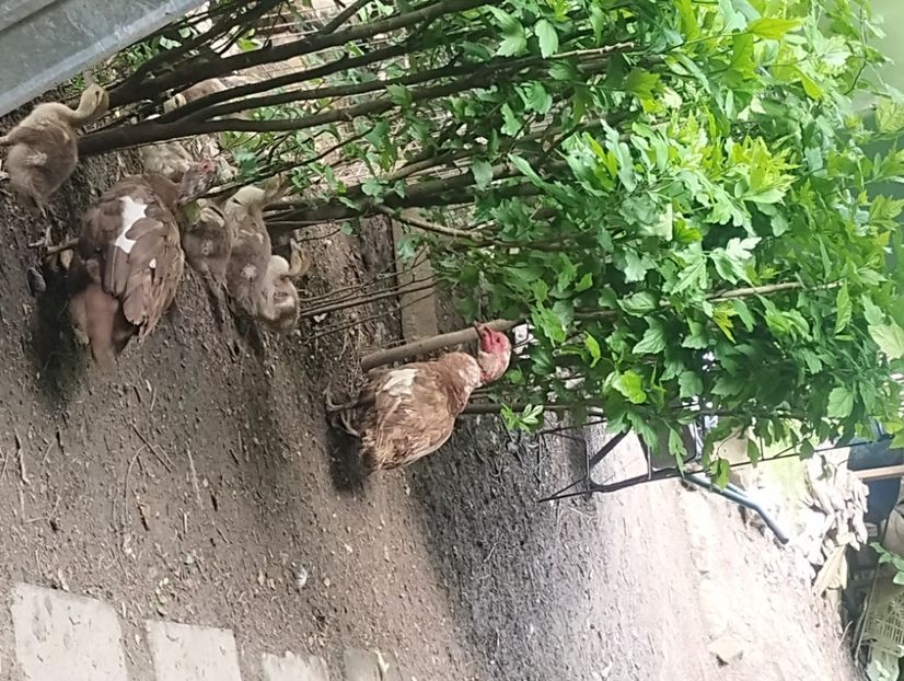  - Rațe leșești 2023