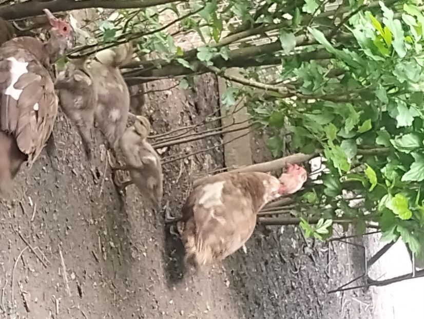  - Rațe leșești 2023