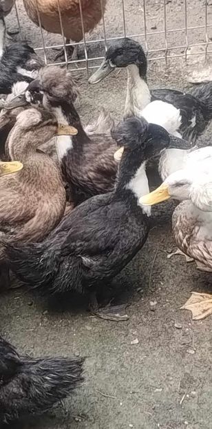 received_1467523330660275 - Rațe macaitoare 2023