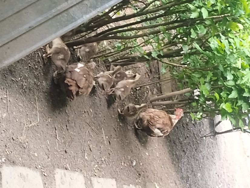  - Rațe leșești 2023