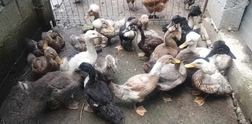 received_146390261791732 - Rațe macaitoare 2023