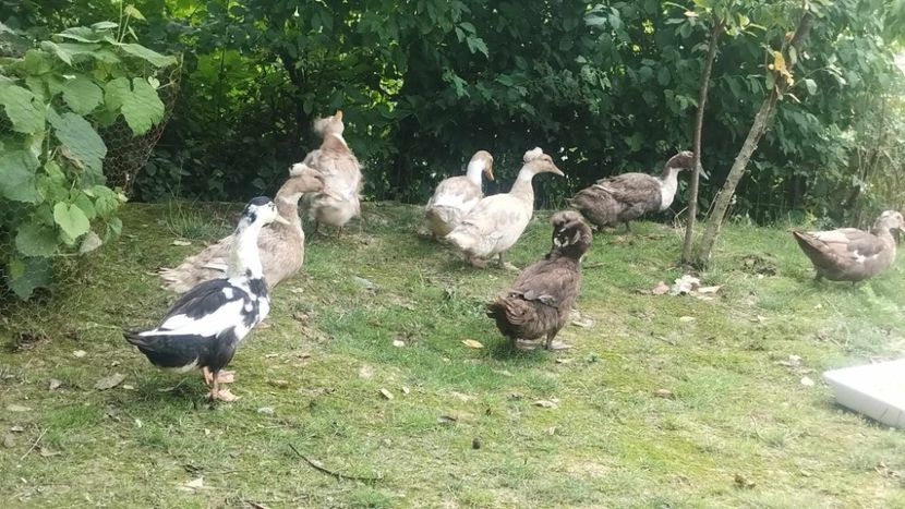 received_263802996401672 - Rațe macaitoare 2023