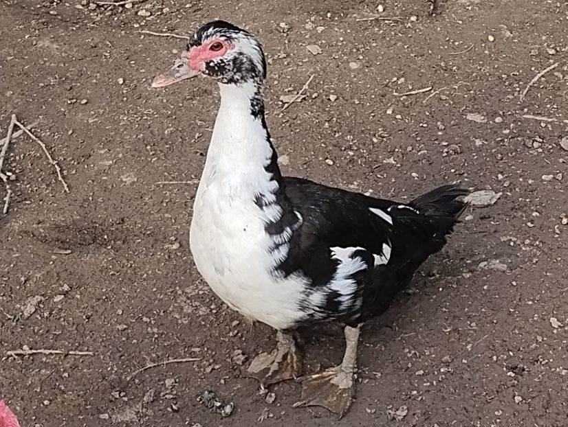  - Rațe leșești 2023