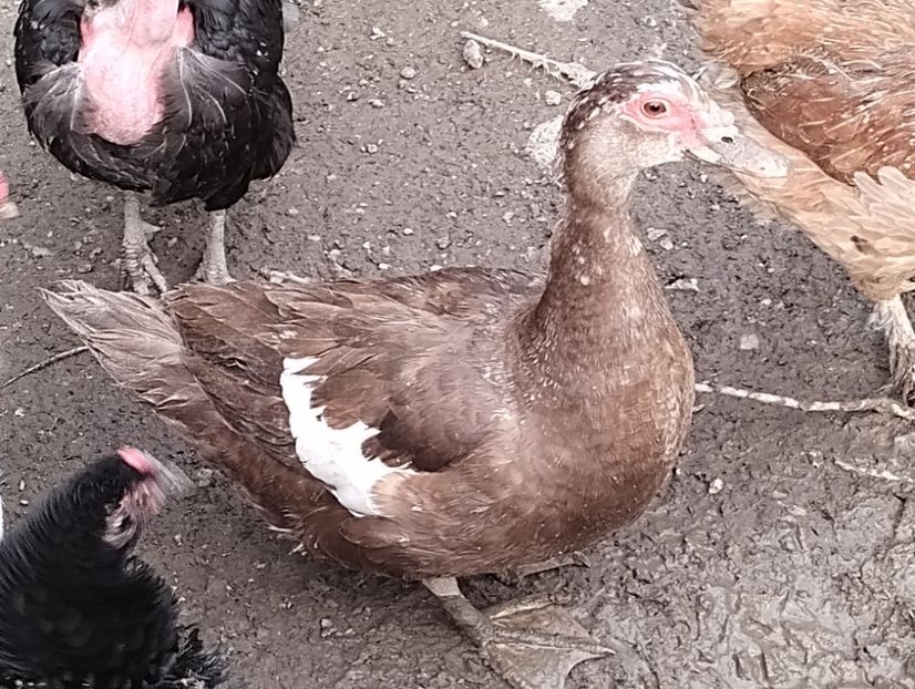  - Rațe leșești 2023