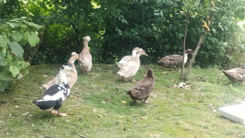 received_1474256896740942 - Rațe macaitoare 2023