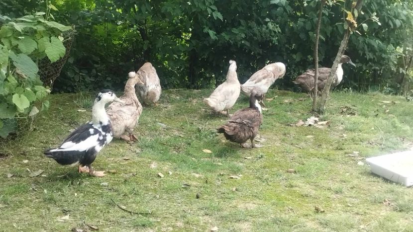 received_684693493504722 - Rațe macaitoare 2023