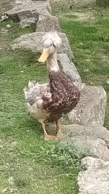 received_2765742756912635 - Rațe macaitoare 2023