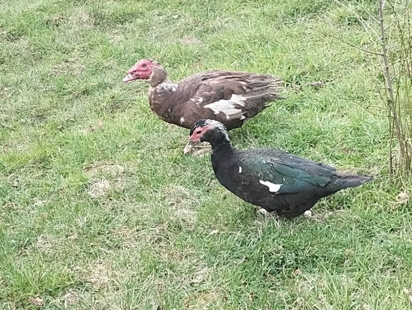  - Rațe leșești 2023