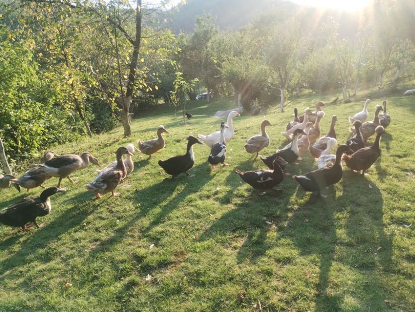  - Rațe macaitoare 2023