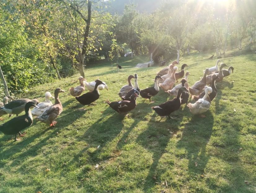  - Rațe macaitoare 2023