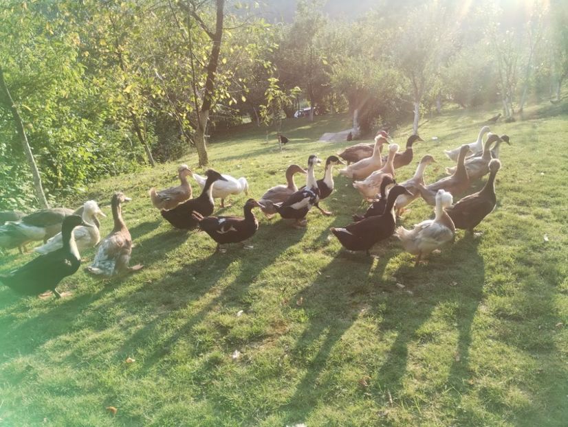  - Rațe macaitoare 2023