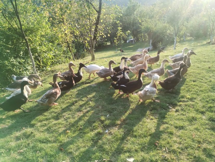  - Rațe macaitoare 2023