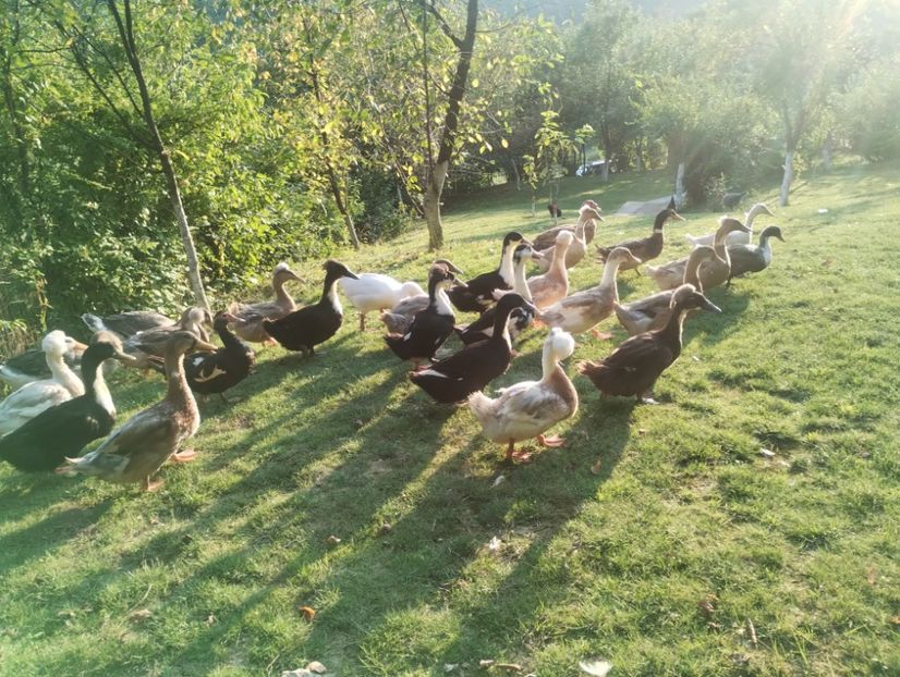  - Rațe macaitoare 2023