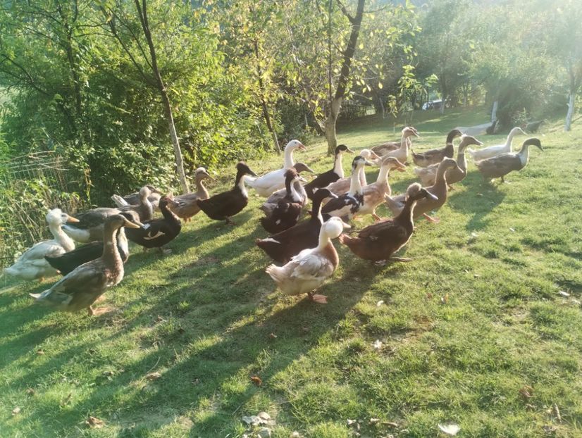  - Rațe macaitoare 2023