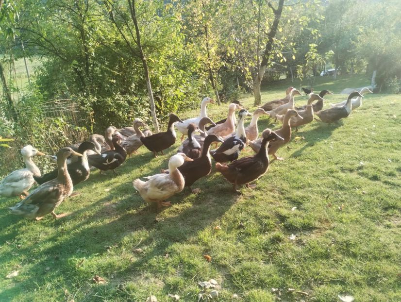  - Rațe macaitoare 2023