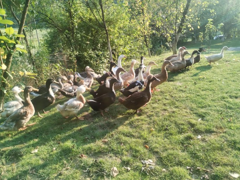  - Rațe macaitoare 2023