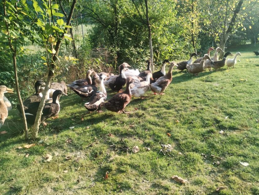  - Rațe macaitoare 2023