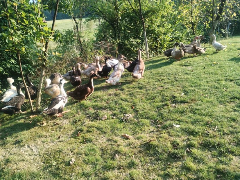  - Rațe macaitoare 2023