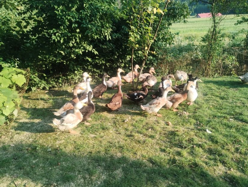  - Rațe macaitoare 2023